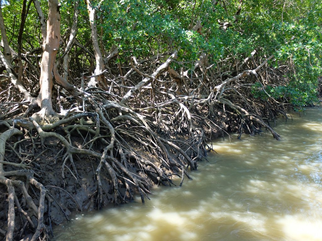 Mangrove