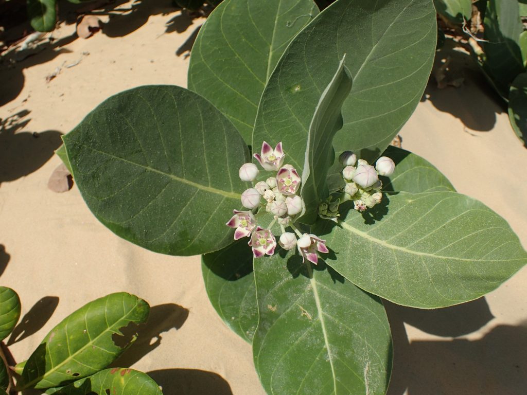 Dans les dunes du delta du Parnaiba