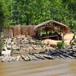 Les berges de l'Amazone