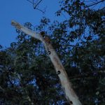Les becs des toucans dépassant des nids des pics.