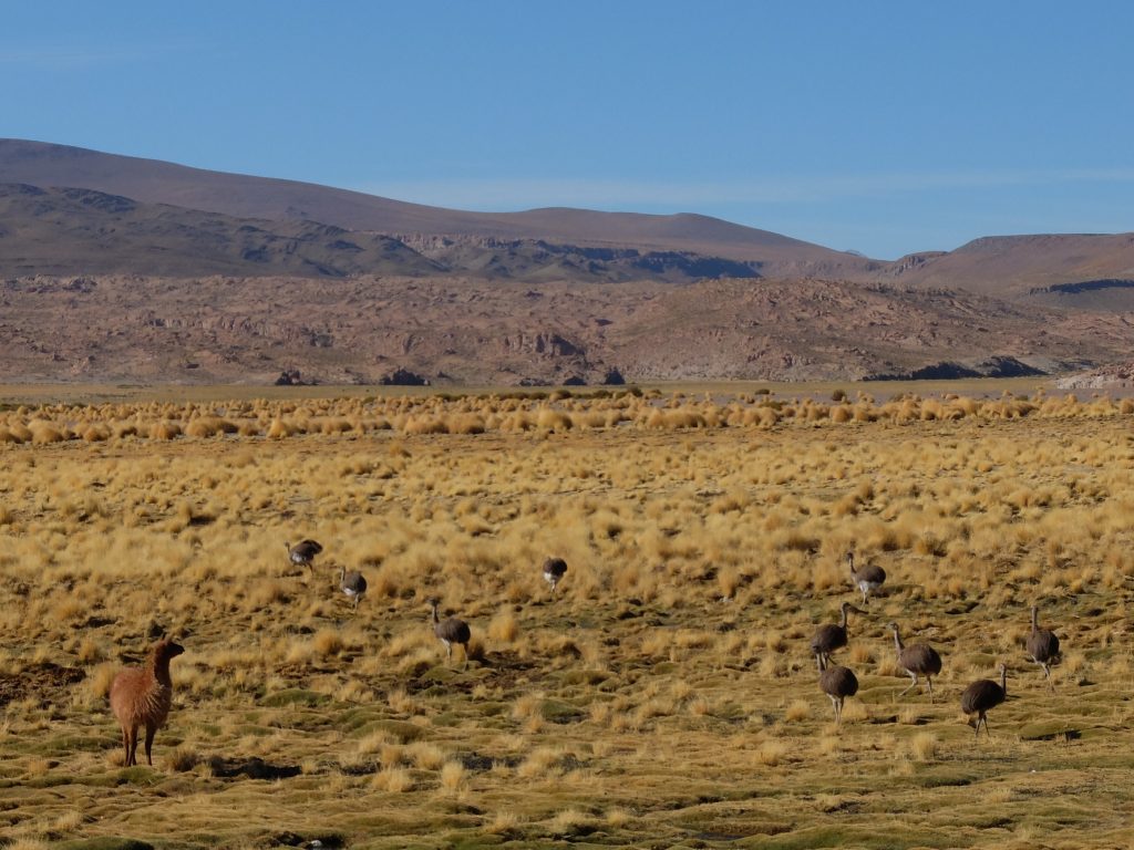 Sud bolivien