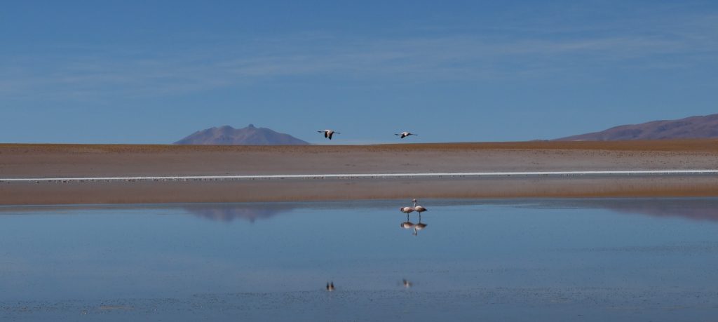 Sud bolivien lagune flamants