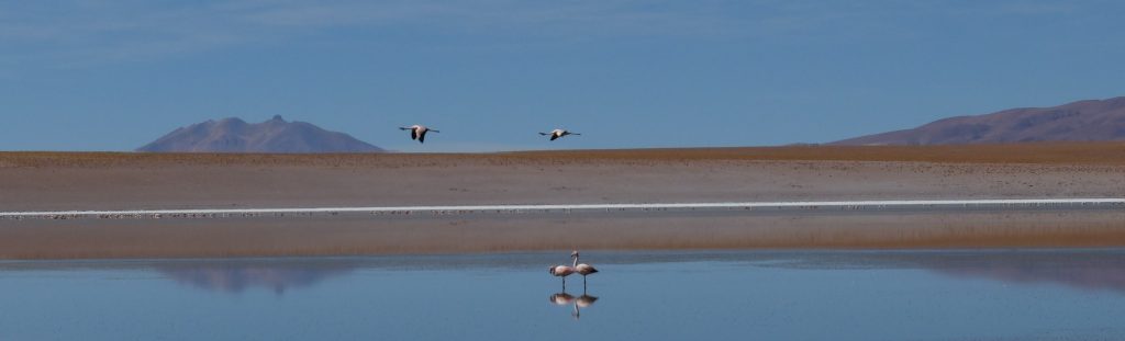 sud bolivien flamands