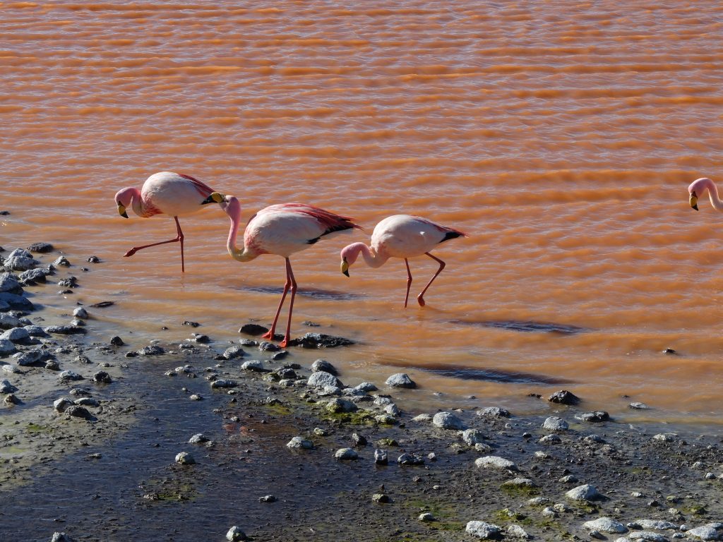 laguna colorada