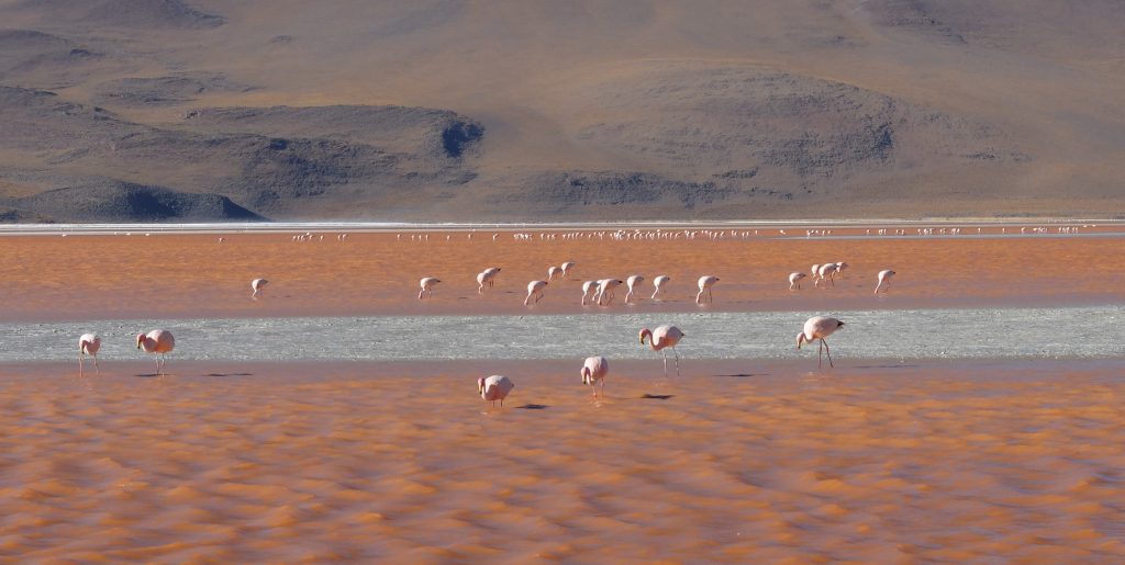 laguna colorada