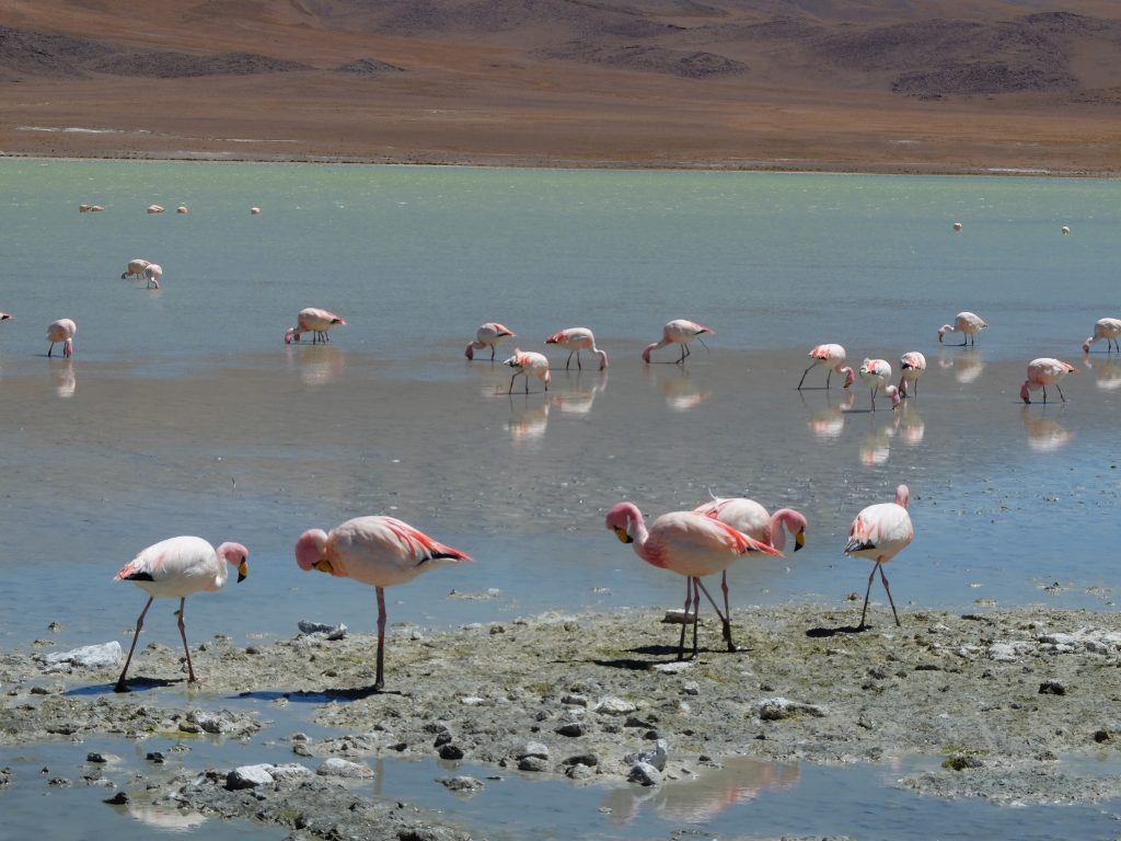 sud bolivien flamants