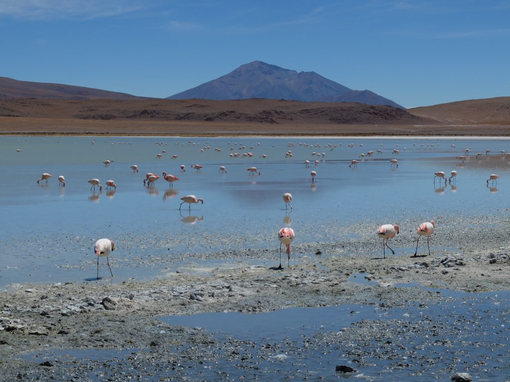sud bolivien flamants