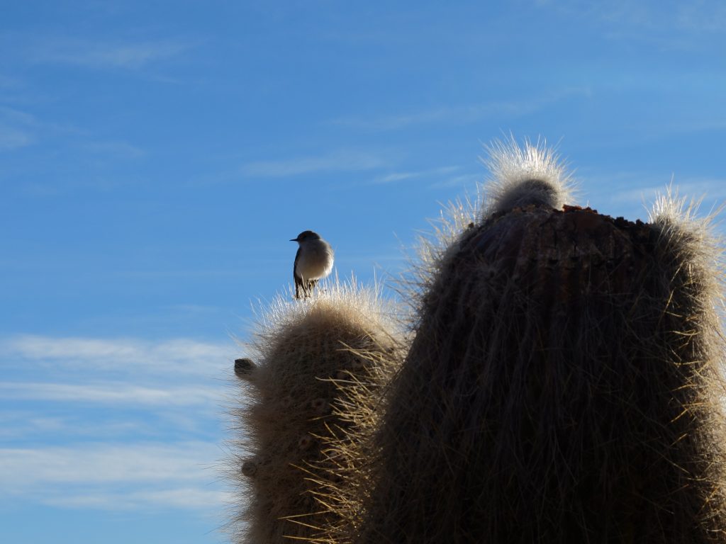 uyuni incahuasi