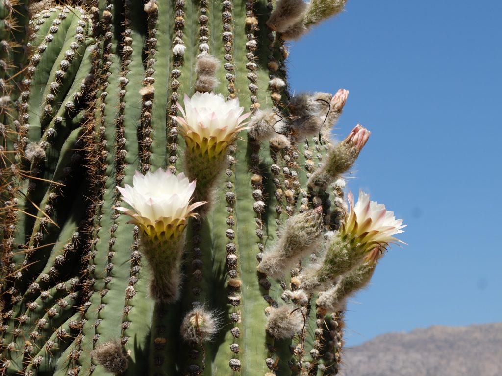 Cafayate