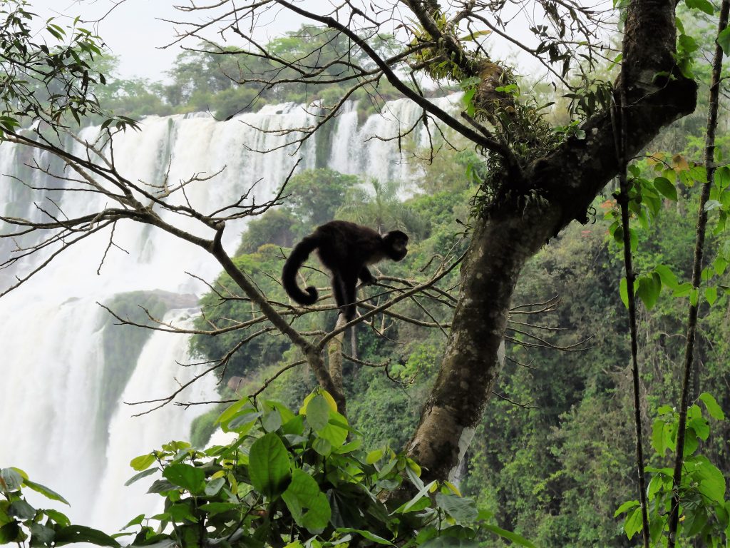 Iguazu