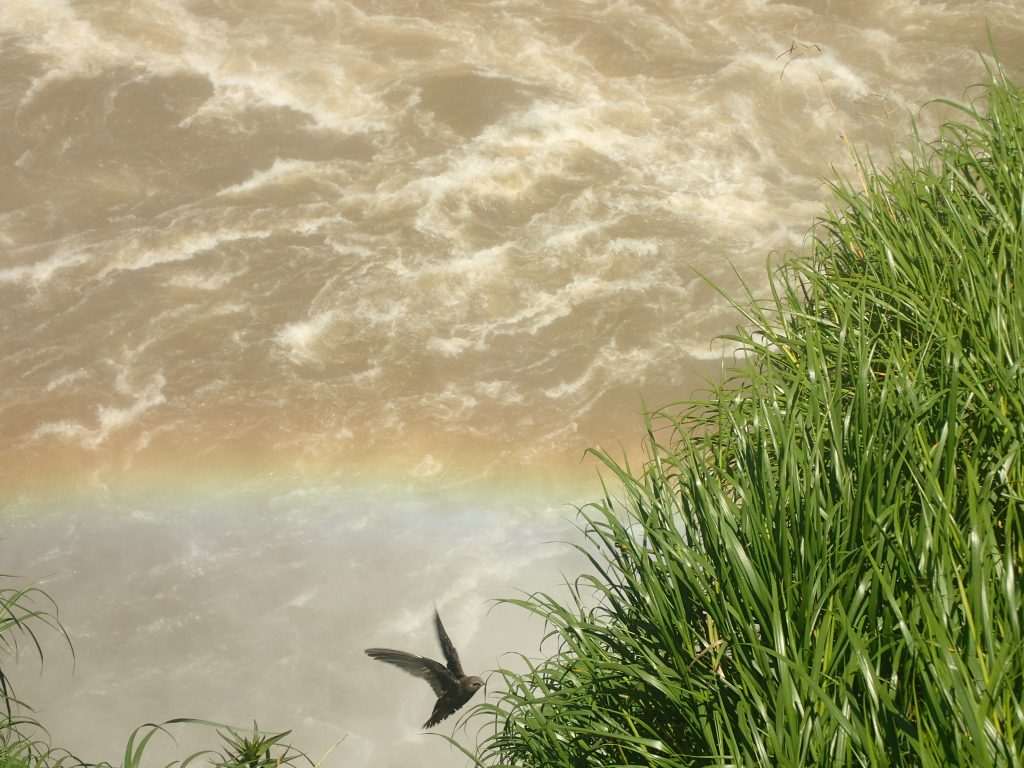 Iguazu